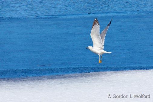 Gull Taking Wing_14580.jpg - Ring-billed Gull (Larus delawarensis) photographed at the Rideau Canal in Smiths Falls, Ontario, Canada.